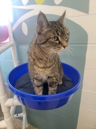 Mini, an adoptable Domestic Short Hair in Fergus Falls, MN, 56537 | Photo Image 1