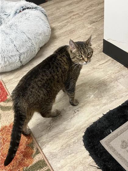 Mini, an adoptable Domestic Short Hair in Fergus Falls, MN, 56537 | Photo Image 1