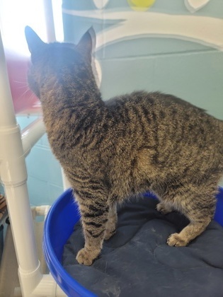 Mini, an adoptable Domestic Short Hair in Fergus Falls, MN, 56537 | Photo Image 2