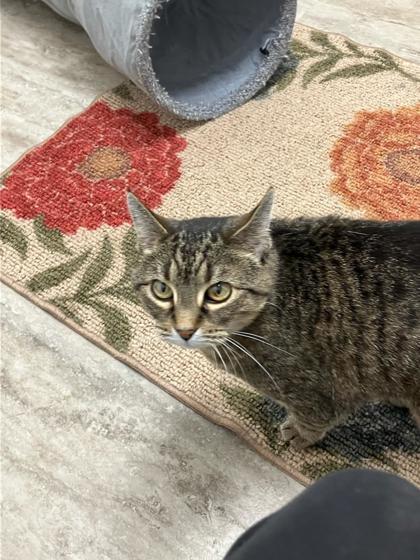 Mini, an adoptable Domestic Short Hair in Fergus Falls, MN, 56537 | Photo Image 2