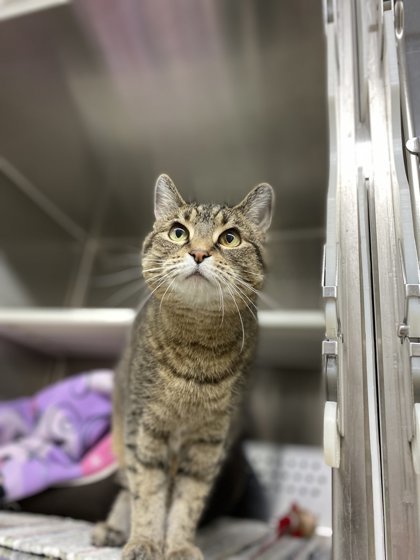 Mini, an adoptable Domestic Short Hair in Fergus Falls, MN, 56537 | Photo Image 2
