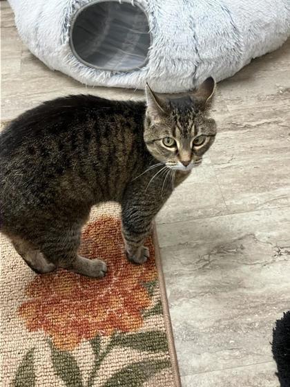 Mini, an adoptable Domestic Short Hair in Fergus Falls, MN, 56537 | Photo Image 3