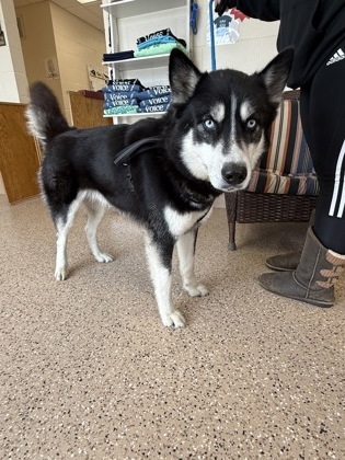 Bigfoot, an adoptable Siberian Husky, Mixed Breed in Fergus Falls, MN, 56537 | Photo Image 1