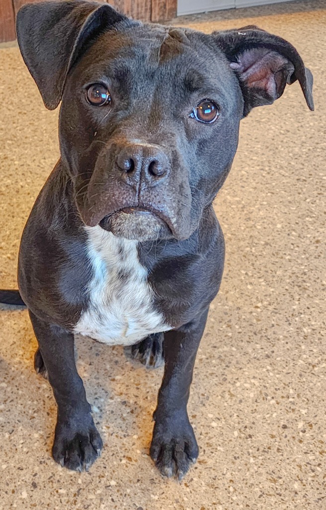 Ali