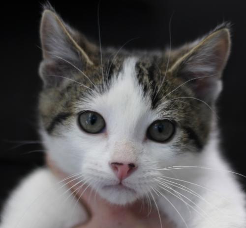 Twix, an adoptable Domestic Short Hair in Thief River Falls, MN, 56701 | Photo Image 1