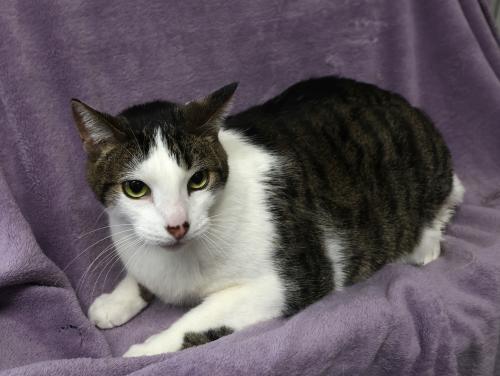 Twix, an adoptable Domestic Short Hair in Thief River Falls, MN, 56701 | Photo Image 2