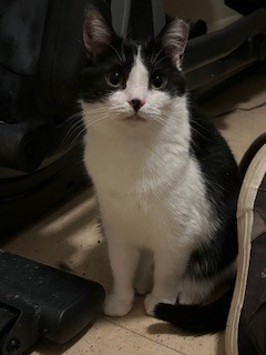 Jr Oreo, an adoptable Domestic Short Hair in Cloquet, MN, 55720 | Photo Image 1