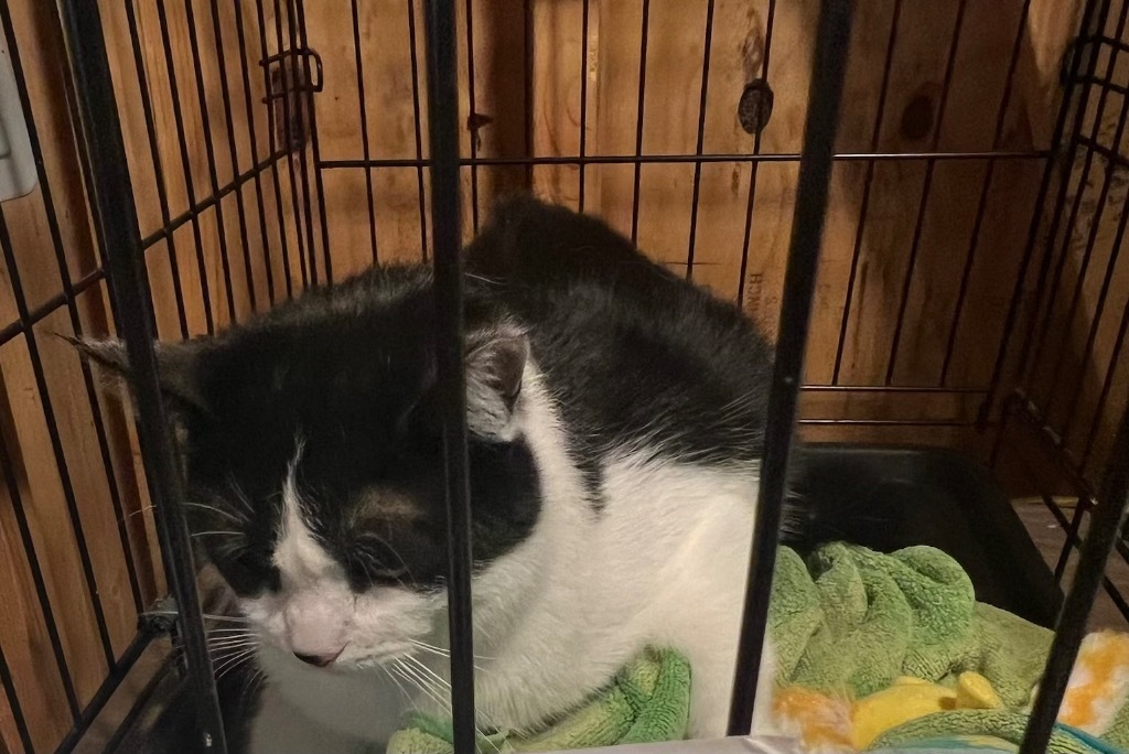 Jr Oreo, an adoptable Domestic Short Hair in Cloquet, MN, 55720 | Photo Image 2