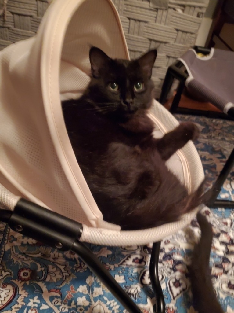 Stewie, an adoptable Domestic Short Hair in Cloquet, MN, 55720 | Photo Image 1