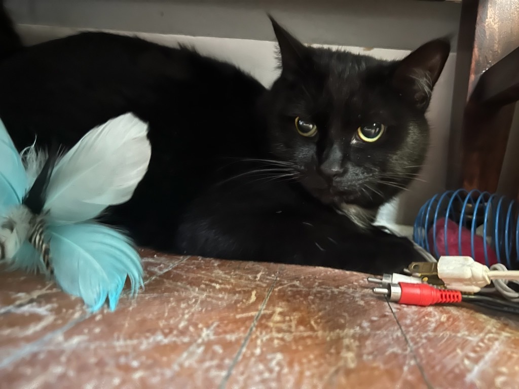 Herbert, an adoptable Domestic Short Hair in Cloquet, MN, 55720 | Photo Image 1