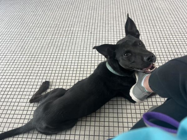 Otis