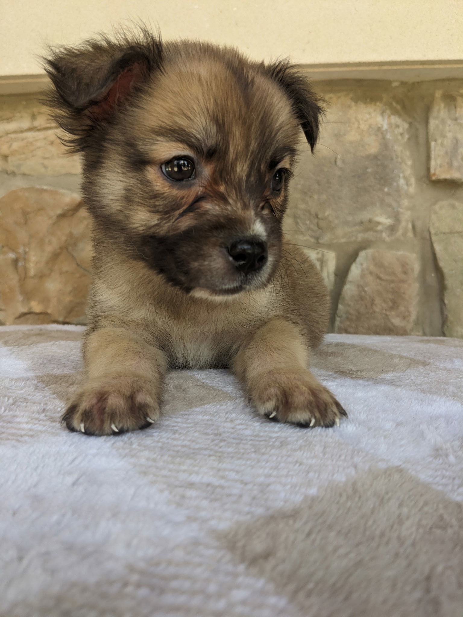 Nala