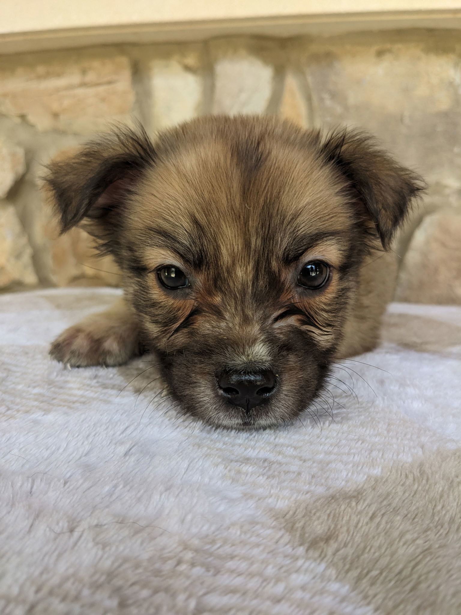 Nala