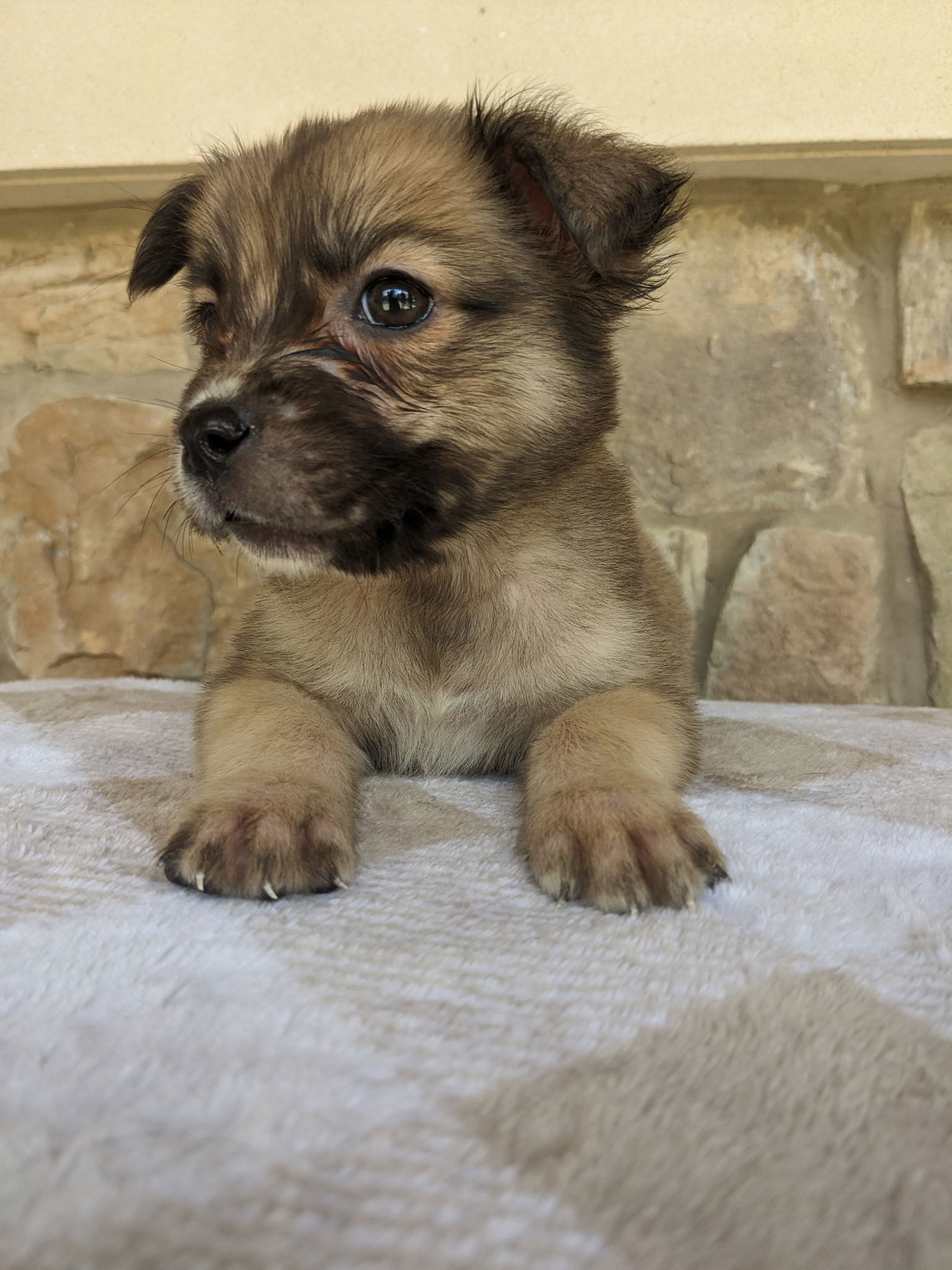 Nala
