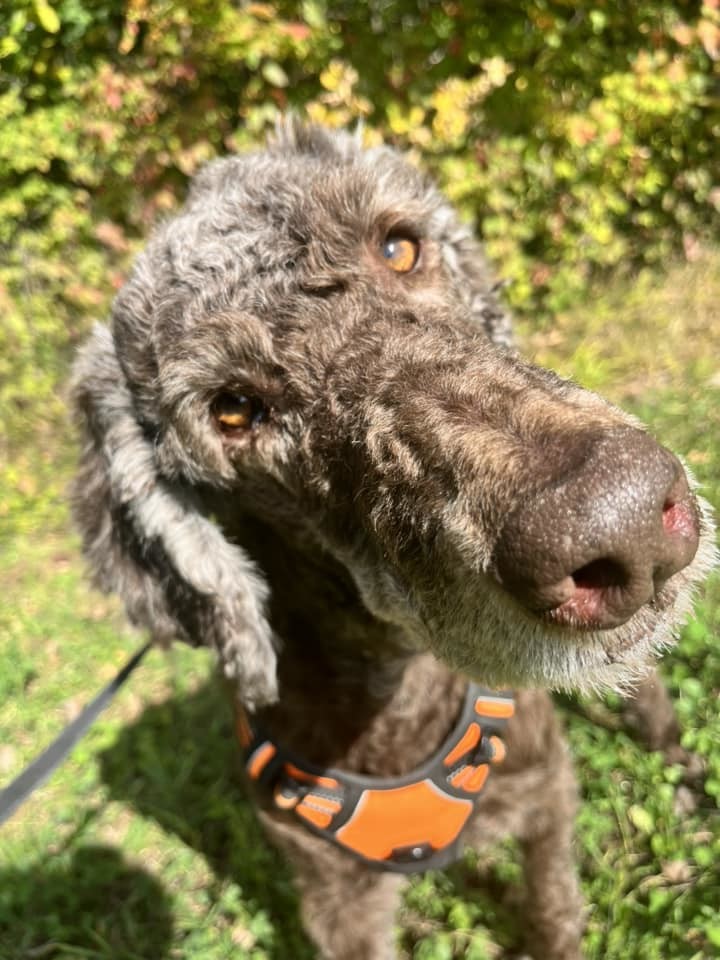 Willy, an adoptable Standard Poodle in Vernon Bridge , PE, C0A 2E0 | Photo Image 1