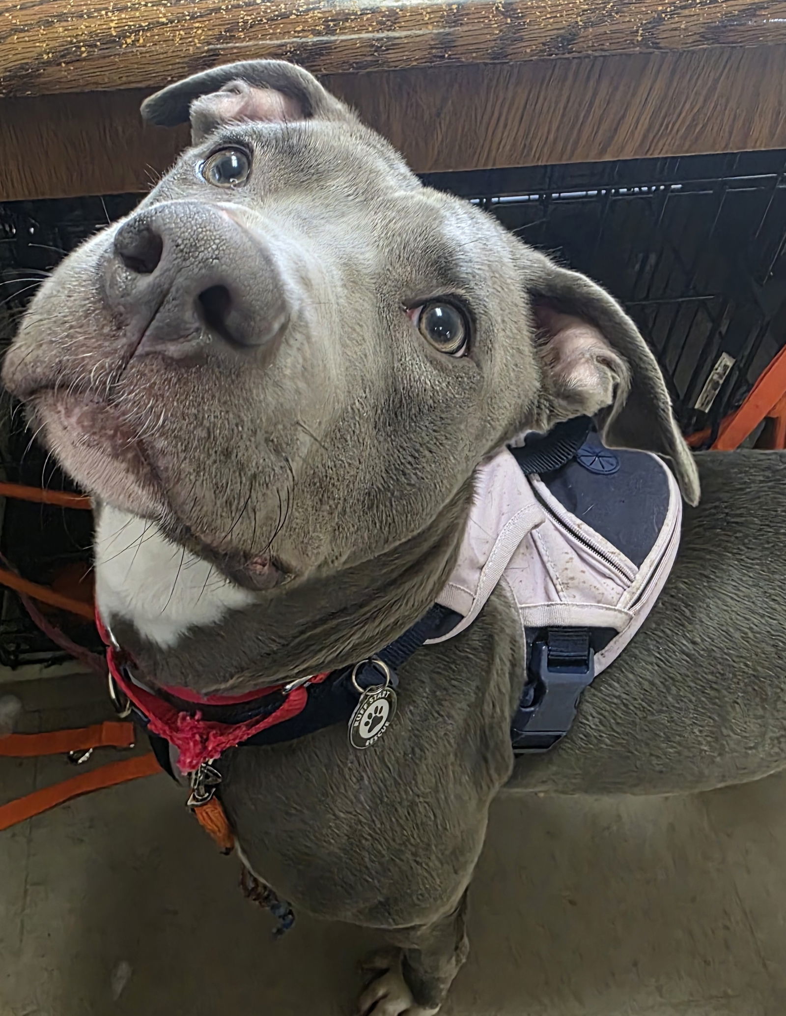 Purdue, an adoptable Pit Bull Terrier, Labrador Retriever in St. Cloud, MN, 56301 | Photo Image 2