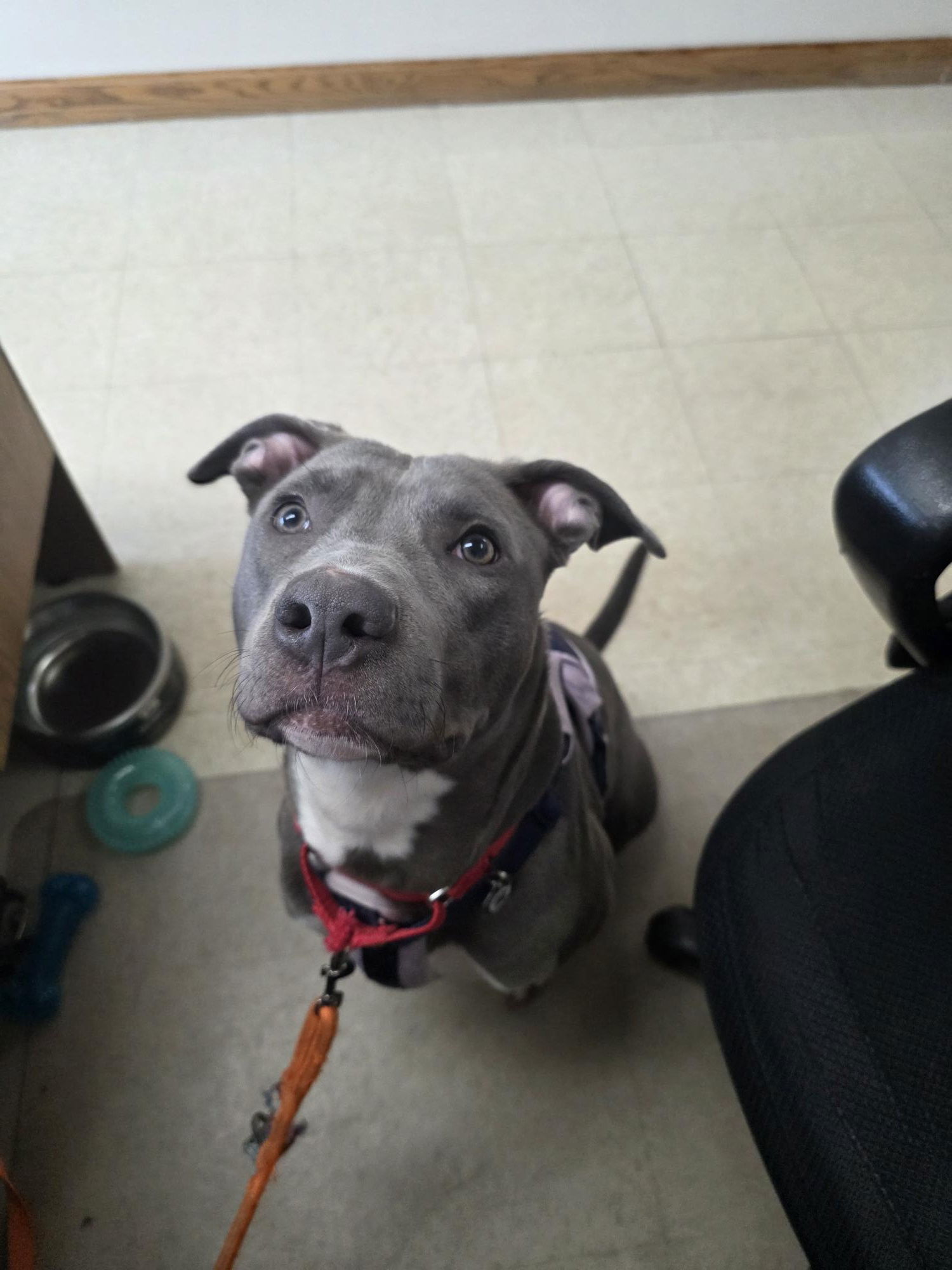 Purdue, an adoptable Pit Bull Terrier, Labrador Retriever in St. Cloud, MN, 56301 | Photo Image 3