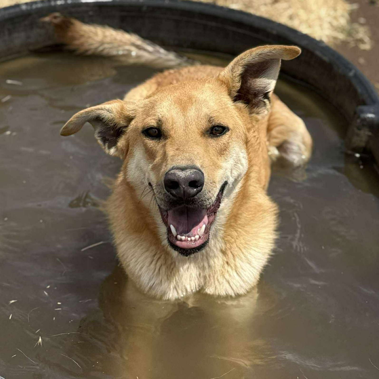 Journey, an adoptable German Shepherd Dog, Black Mouth Cur in Yreka, CA, 96097 | Photo Image 1