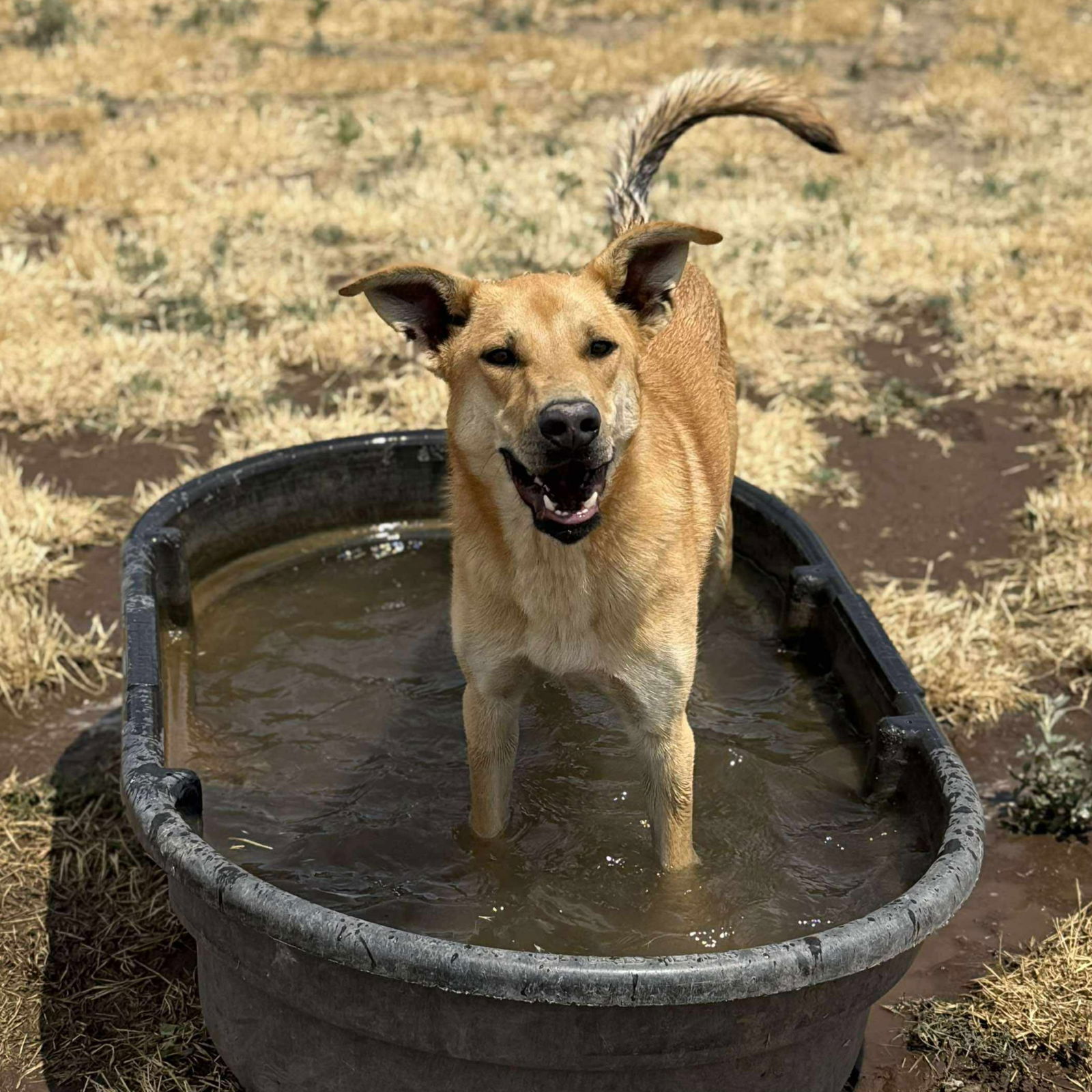 Journey, an adoptable German Shepherd Dog, Black Mouth Cur in Yreka, CA, 96097 | Photo Image 2