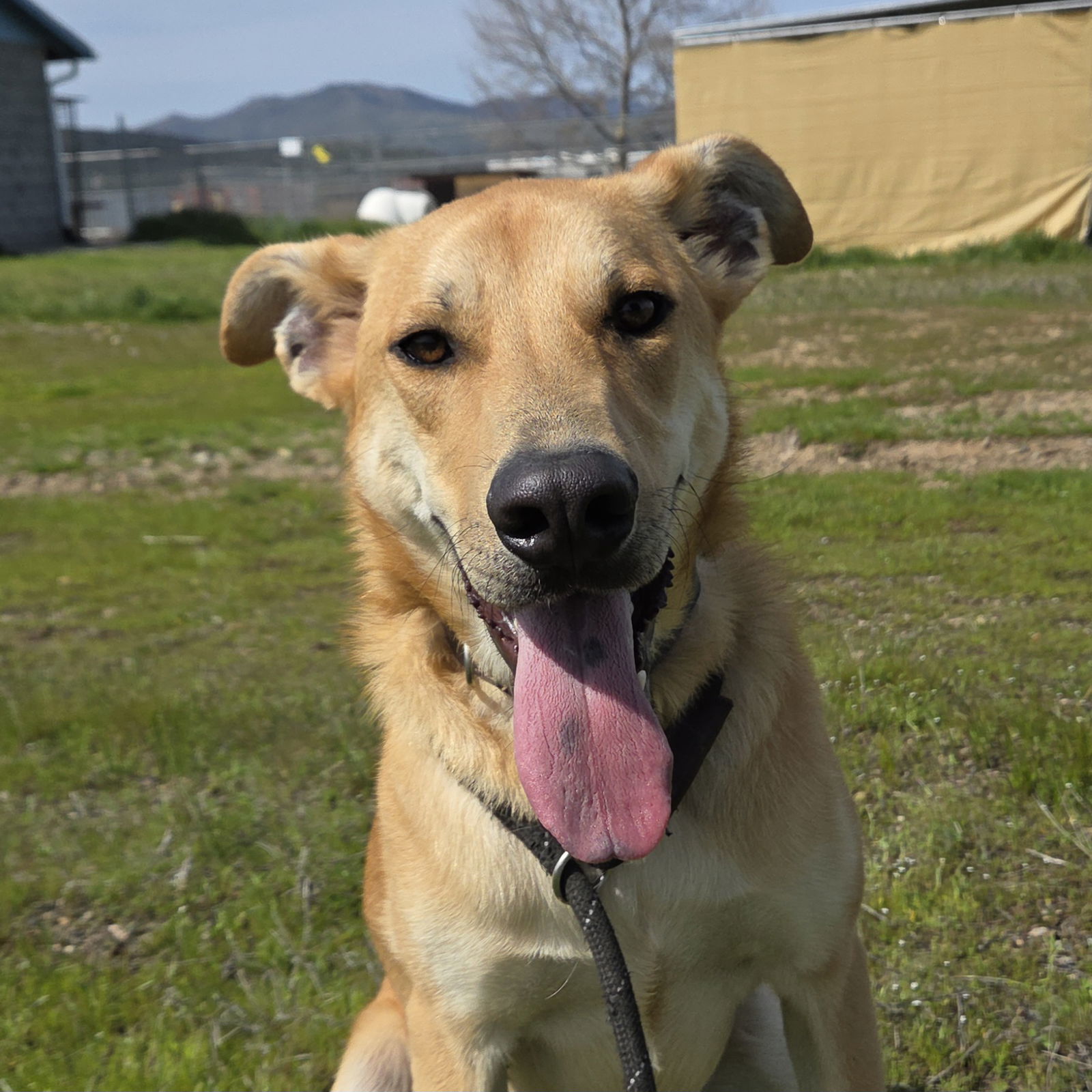 Journey, an adoptable German Shepherd Dog, Black Mouth Cur in Yreka, CA, 96097 | Photo Image 3