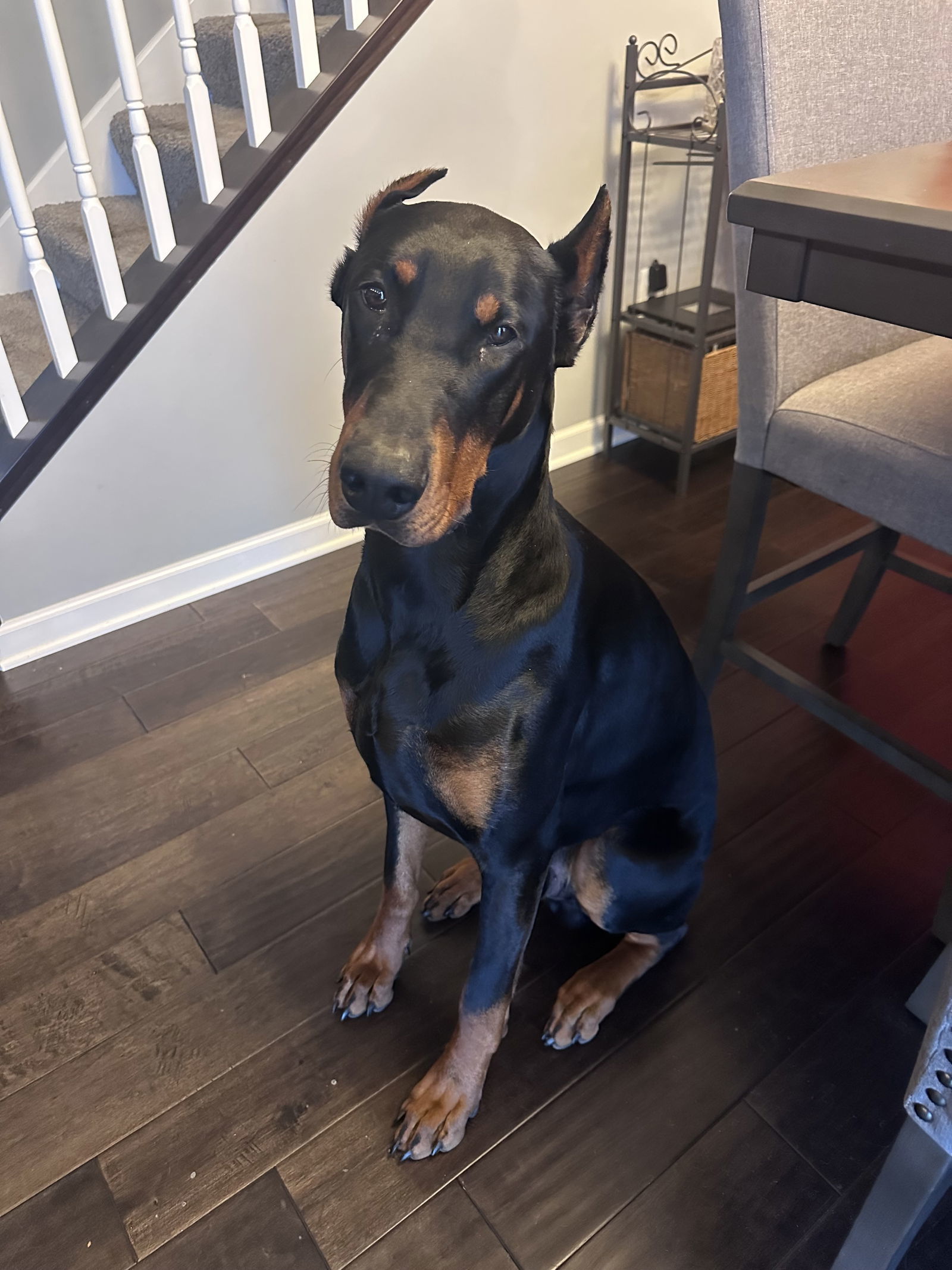 Zeus Adoption Pending!