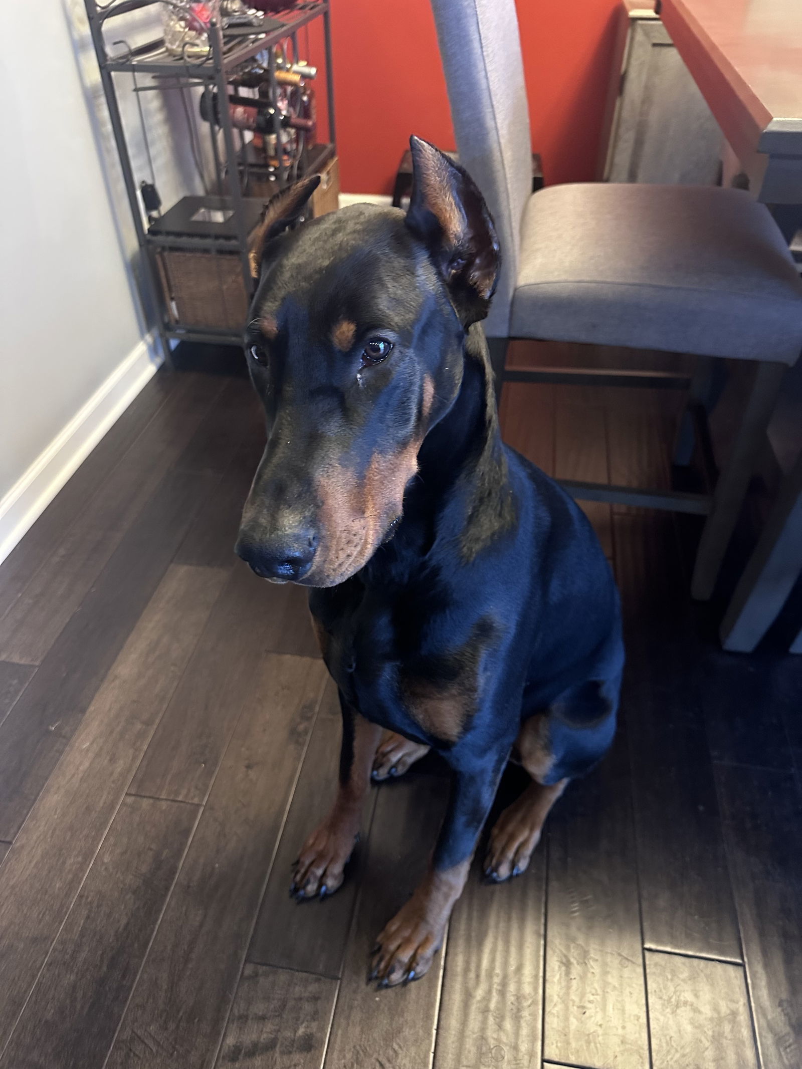 Zeus Adoption Pending!