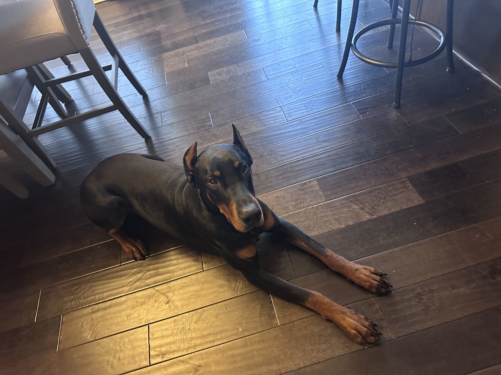 Zeus Adoption Pending!