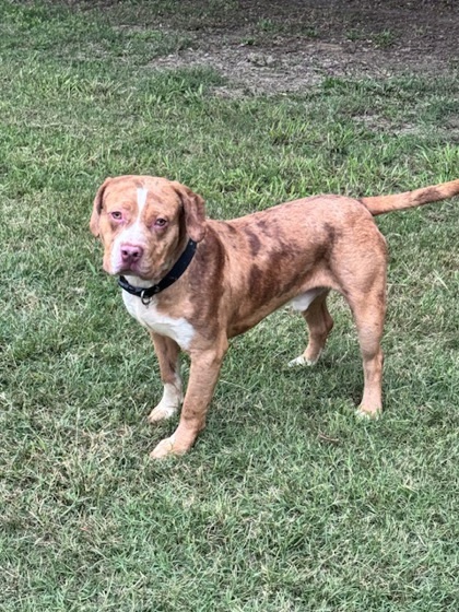Brutus