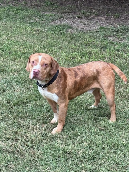 Brutus