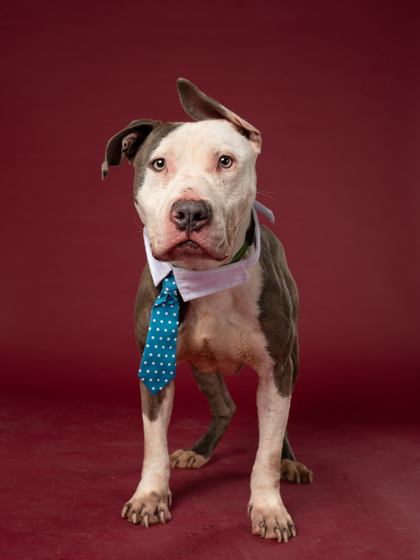 Snow Storm-ADOPTED