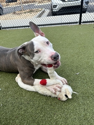 Snow Storm-ADOPTED
