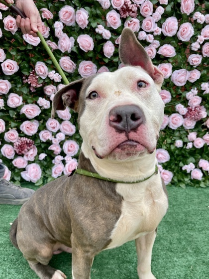 Snow Storm-ADOPTED