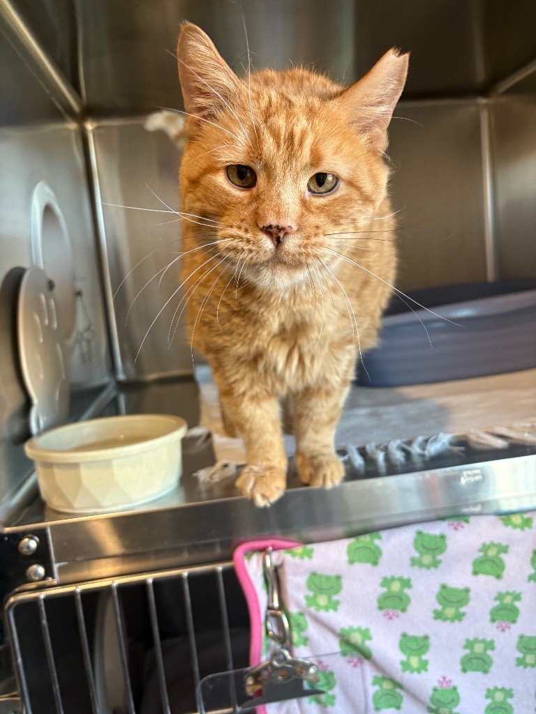Carl, an adoptable Domestic Short Hair in Ashland, WI, 54806 | Photo Image 1
