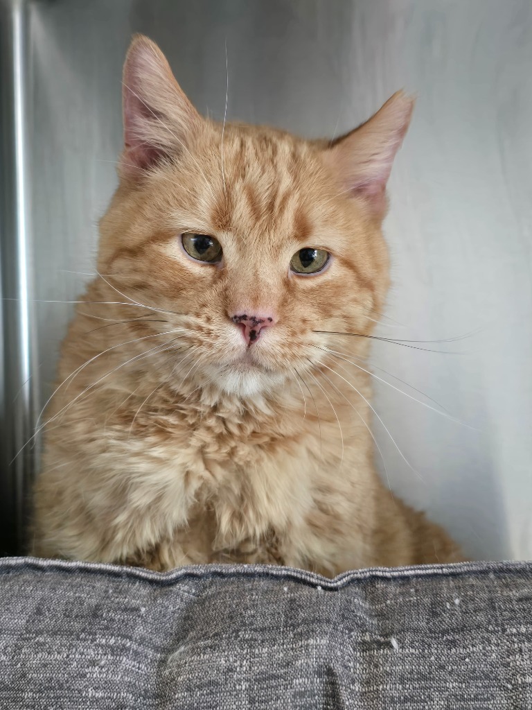 Carl, an adoptable Domestic Short Hair in Ashland, WI, 54806 | Photo Image 2