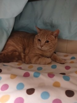 Cheeseburger, an adoptable Domestic Short Hair in Grand Forks, ND, 58203 | Photo Image 1