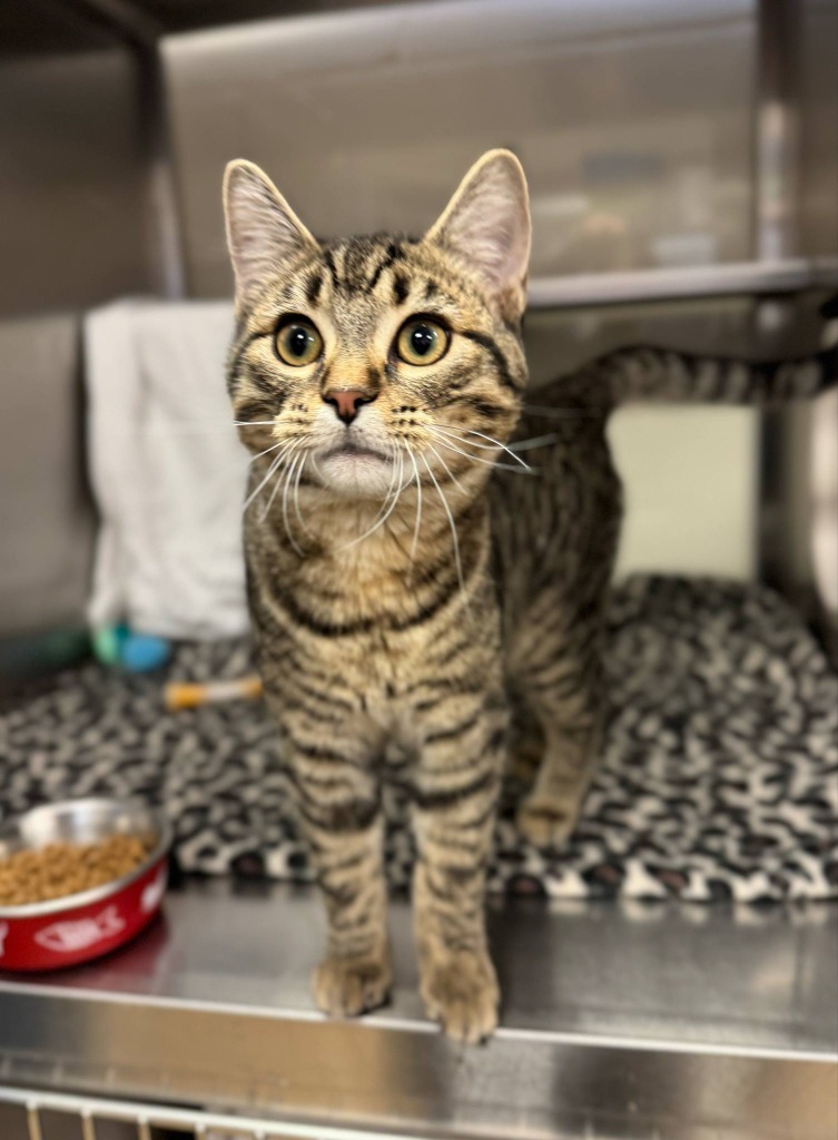 Beans, an adoptable Domestic Short Hair in Grand Forks, ND, 58203 | Photo Image 1