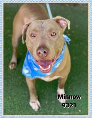 Primary Color Tan Secondary Color White Weight 604lbs Age 4yrs 3mths 0wks Animal has been Neute