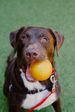 What my friends at Seattle humane say about me My tail never stops wagging and I greet my favorite