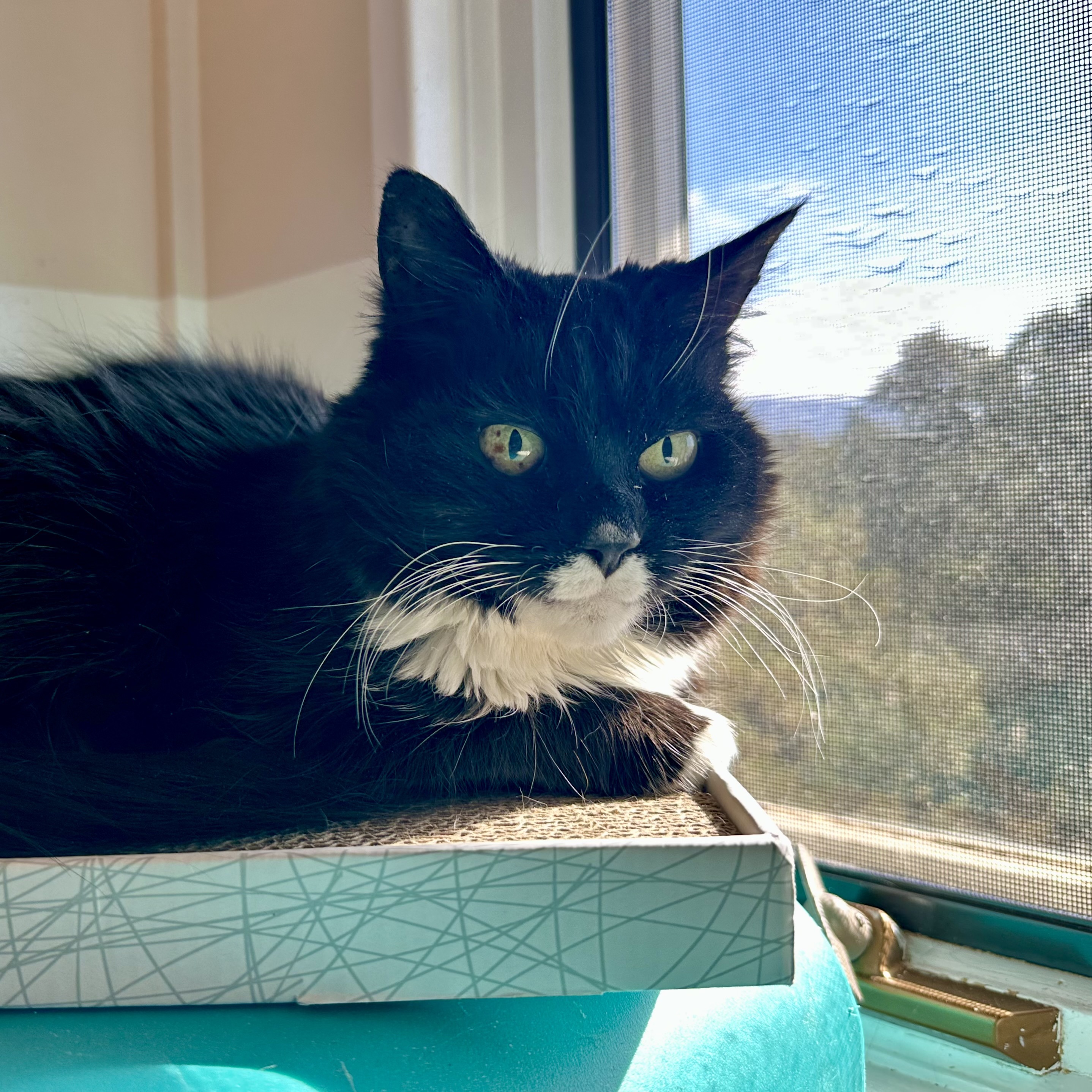 Raisin [Permanent Foster], an adoptable Domestic Medium Hair in Santa Fe, NM, 87501 | Photo Image 1