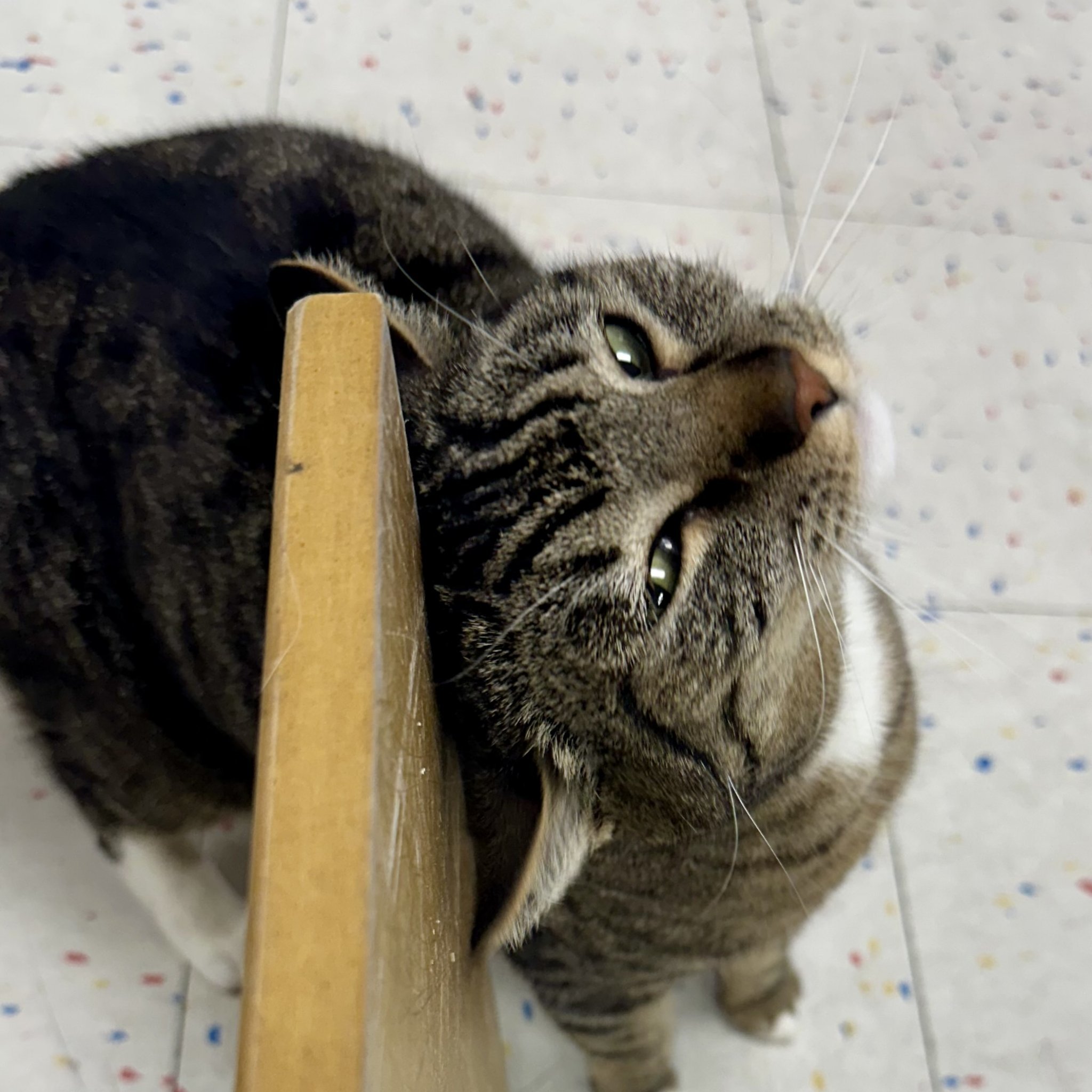 Clea, an adoptable Domestic Short Hair in Santa Fe, NM, 87501 | Photo Image 1