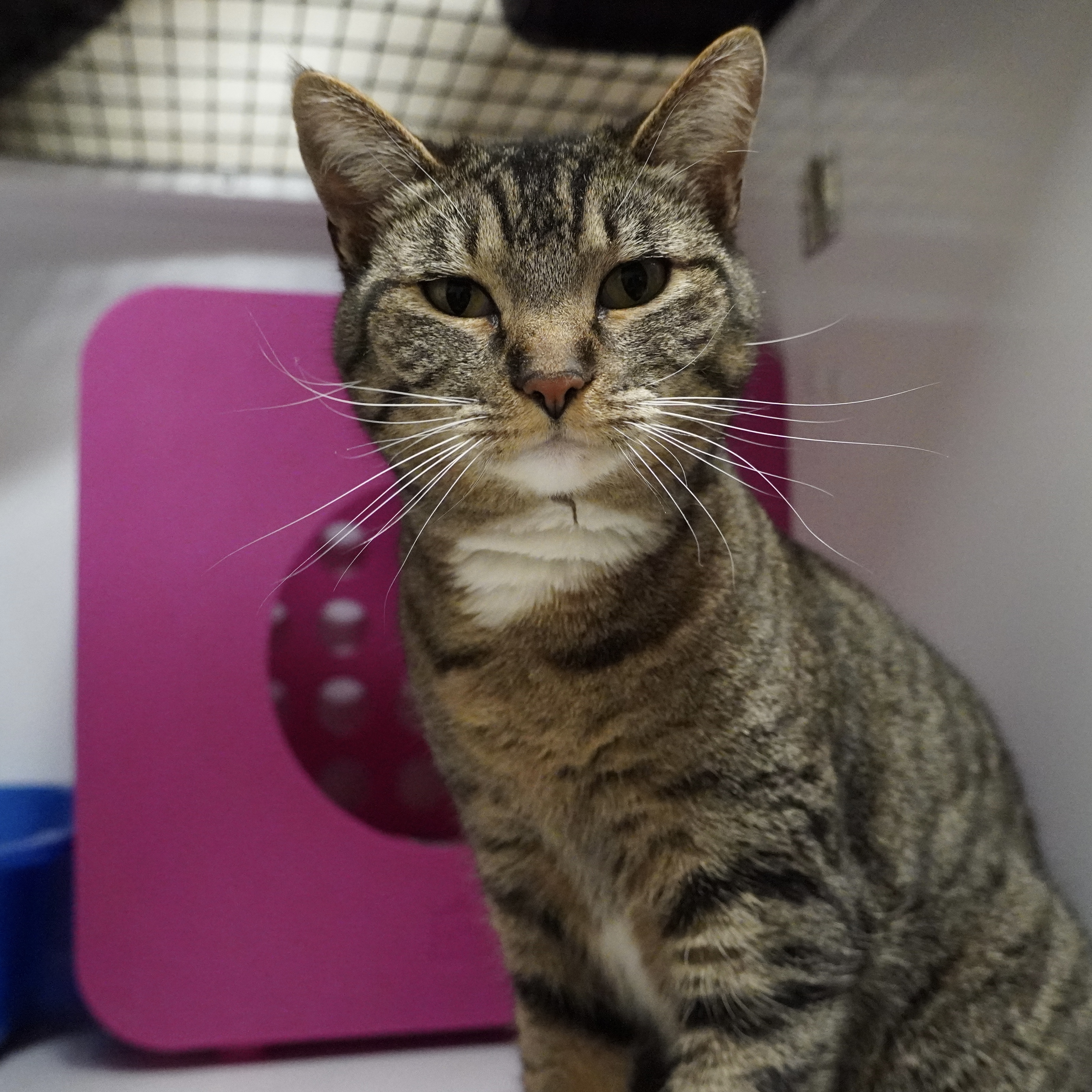 Clea, an adoptable Domestic Short Hair in Santa Fe, NM, 87501 | Photo Image 2