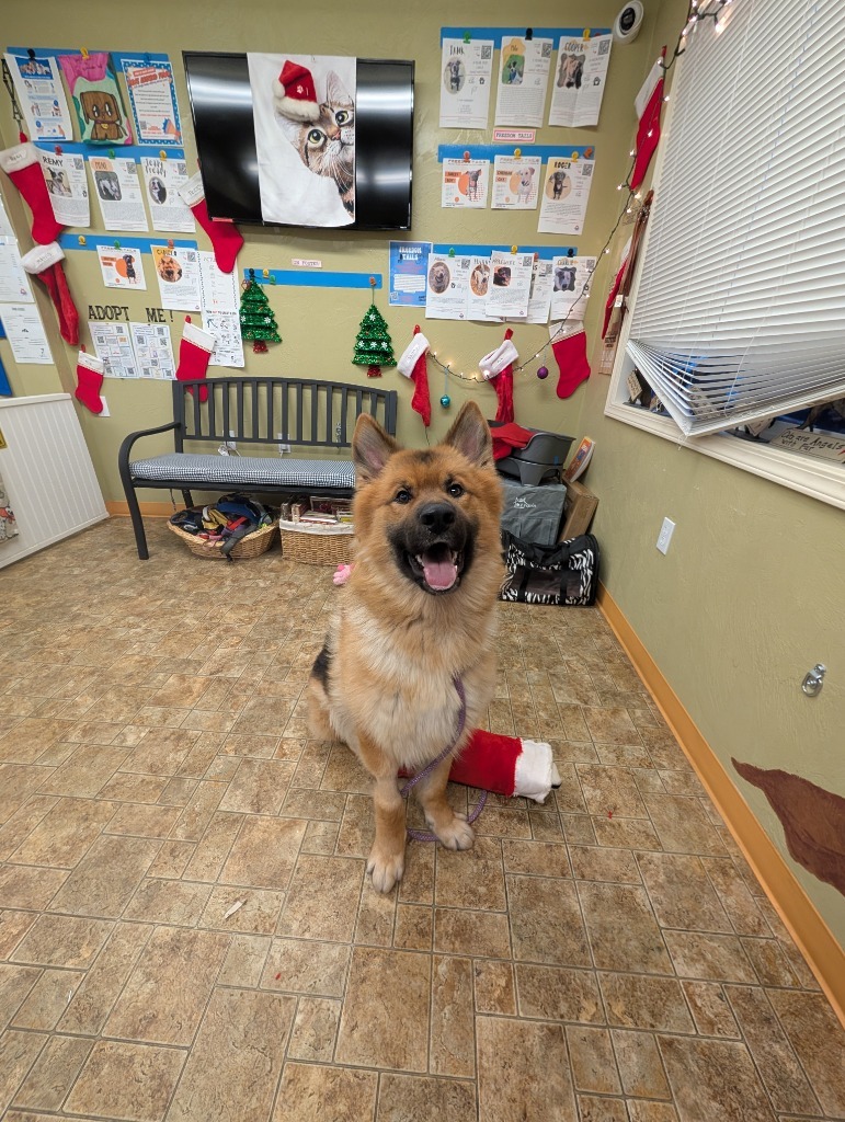 Canelo
