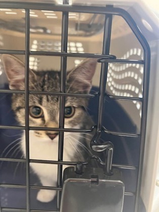 Campos -ADOPTED