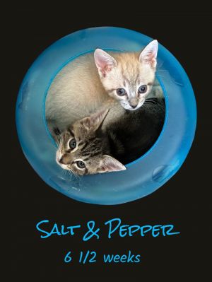 You can fill out an adoption application online on our official website COMING SOON  The pair will