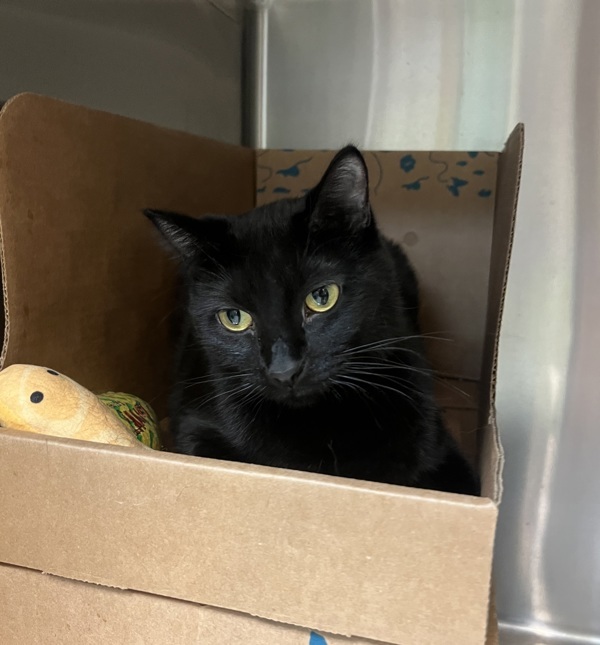 Shadow, an adoptable Domestic Short Hair in Sioux City, IA, 51103 | Photo Image 2