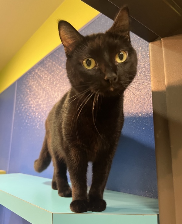 Shadow, an adoptable Domestic Short Hair in Sioux City, IA, 51103 | Photo Image 4