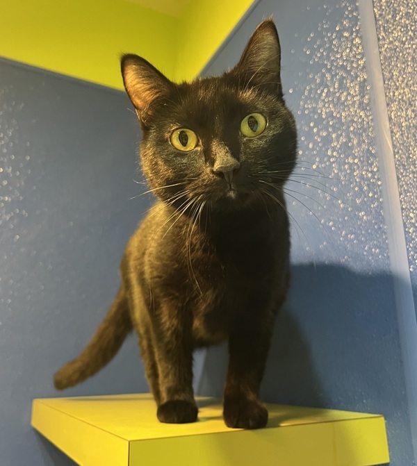 Shadow, an adoptable Domestic Short Hair in Sioux City, IA, 51103 | Photo Image 6