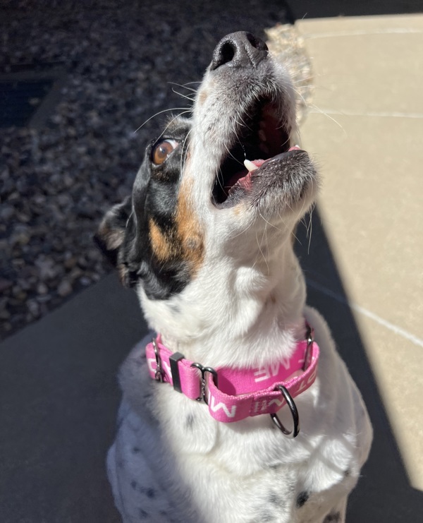Maggie