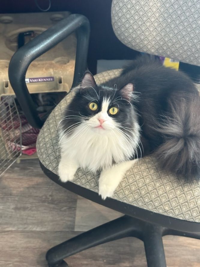 Bella