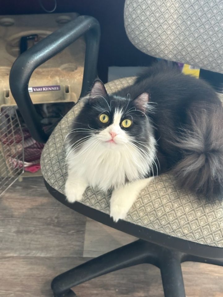 Bella 1